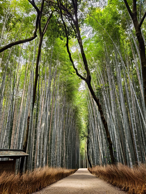Luoghi imperdibili da visitare a Kyoto in 4 giorni: i must see Bamboo Forest Luoghi imperdibili da visitare a Kyoto in 4 giorni: i must see