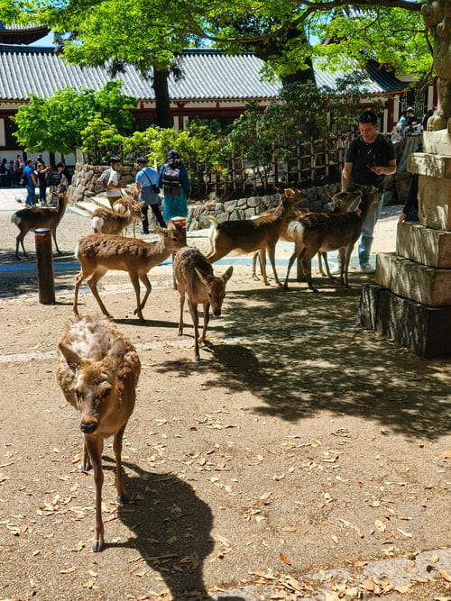 Gita di 1 giorno a Nara da Kyoto: info pratiche e itinerario completo