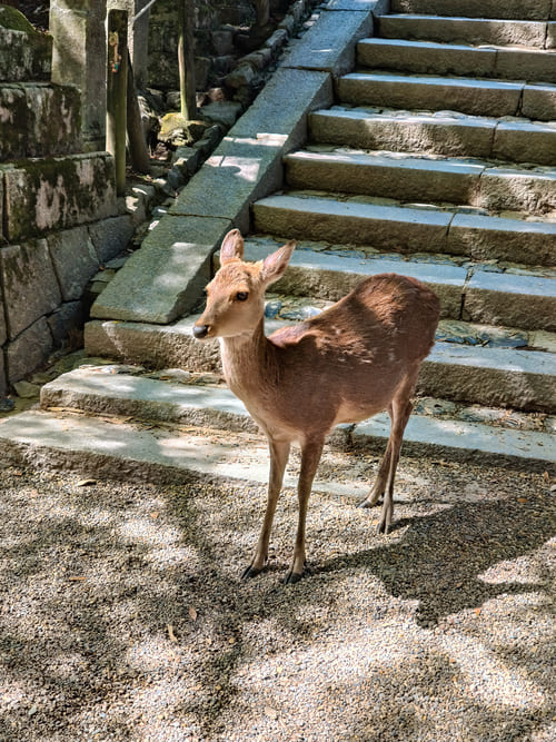 Gita di 1 giorno a Nara da Kyoto: info pratiche e itinerario completo