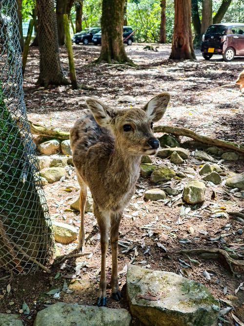 Gita di 1 giorno a Nara da Kyoto: info pratiche e itinerario completo