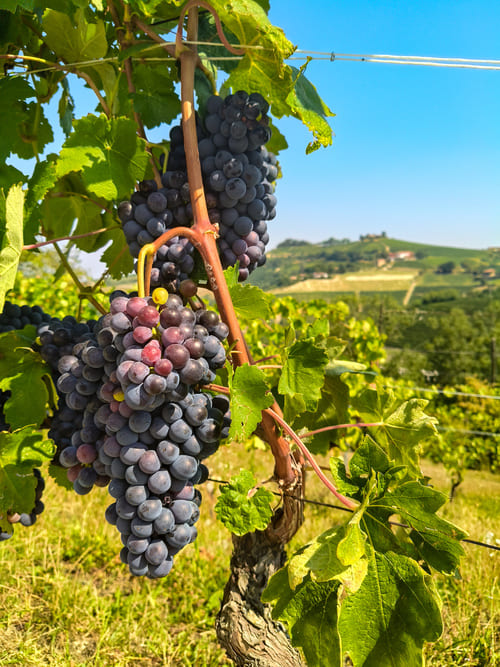 Viaggio enogastronomico nelle Langhe spendendo poco: 5 dritte IMG20250811111528 Viaggio enogastronomico nelle Langhe spendendo poco: 5 dritte